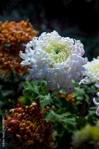 Beautiful white flower of the chrysanthemum close-up
