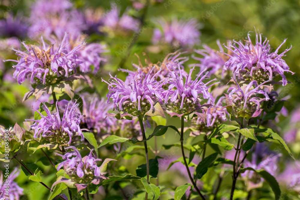 Wild Bergamot Growing In The Native Plant Garden Wild Bergamot Growing In The Native Plant Garden