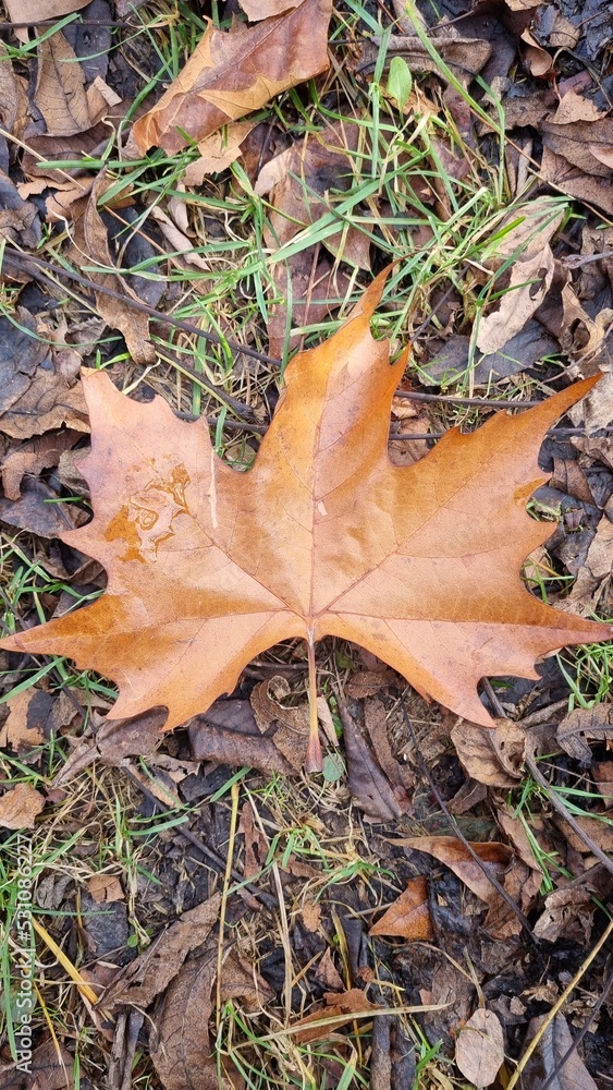 Single brown fall leaf displays itself on the ground
Single brown fall leaf displays itself on the ground
