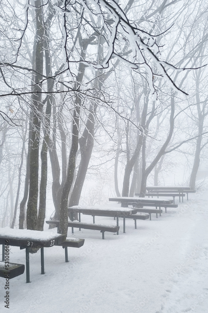 Winter Snowy Landscape Forest Photo