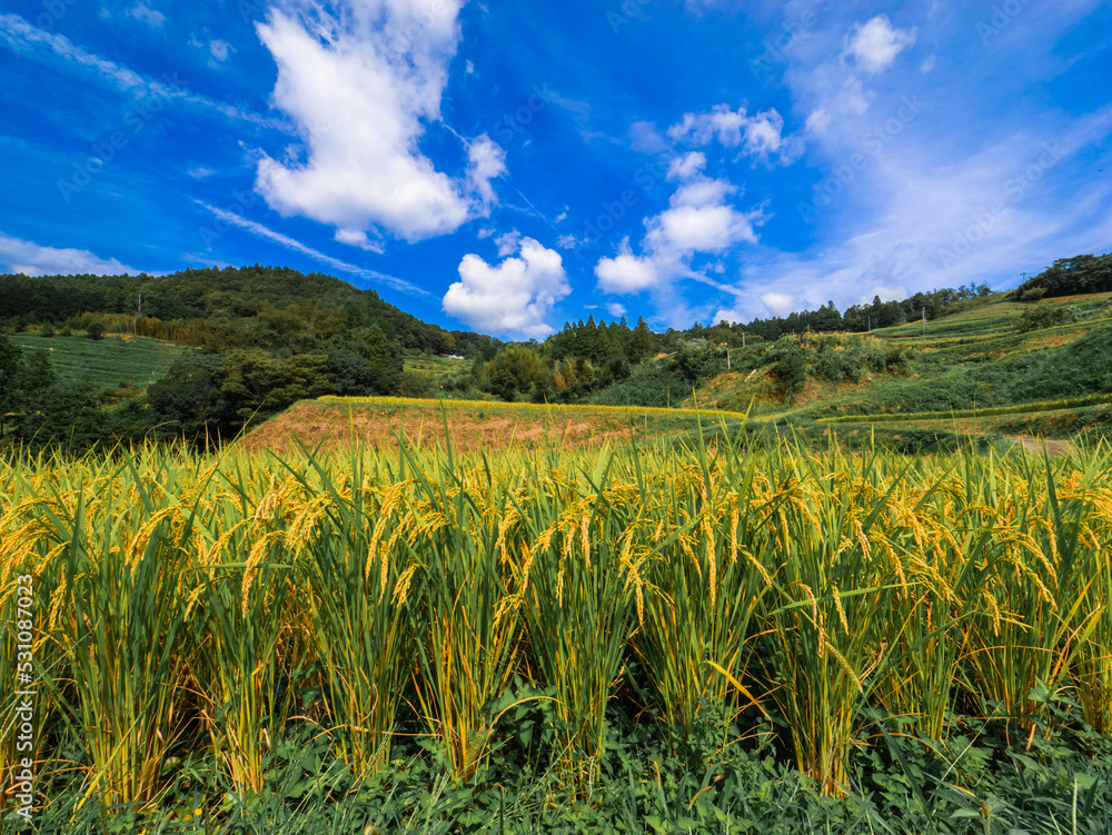 【農業】青空の下の稲の穂が実った米　食料
