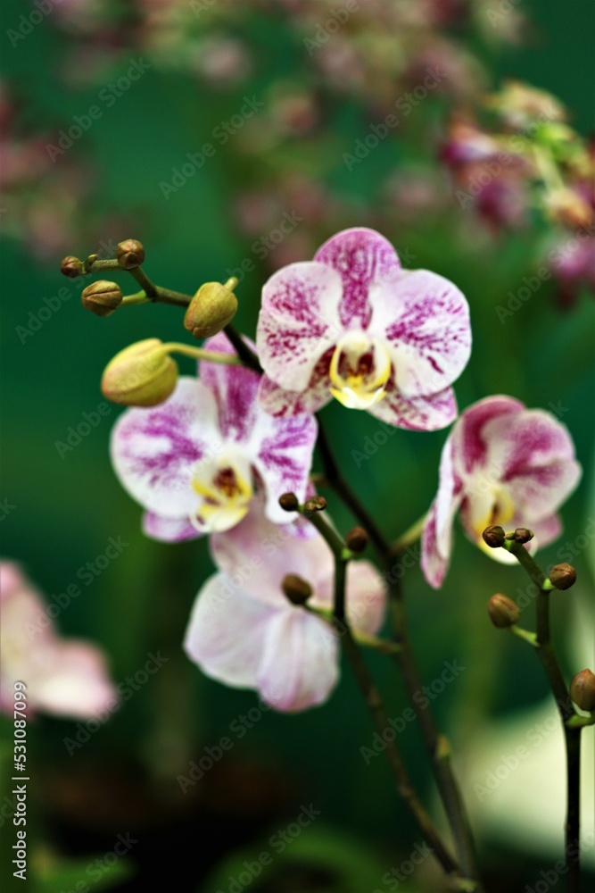 Obraz premium pink orchid flower