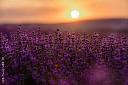 Blooming lavender in a field at sunset in Provence. Fantastic summer mood  floral sunset landscape of meadow lavender flowers. Peaceful bright and relaxing nature scenery.