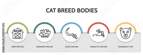 Print op canvas set of 5 thin line cat breed bodies icons with infographic template