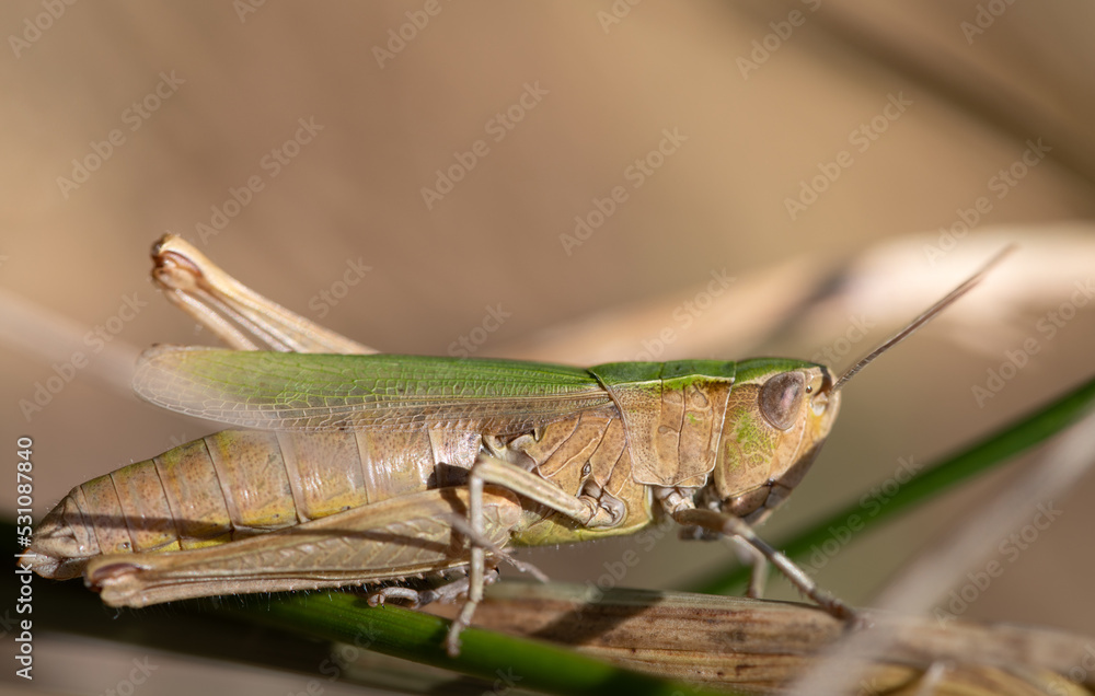 Close-up of a brown cricket hiding between dead grass Close-up of a brown cricket hiding between dead grass