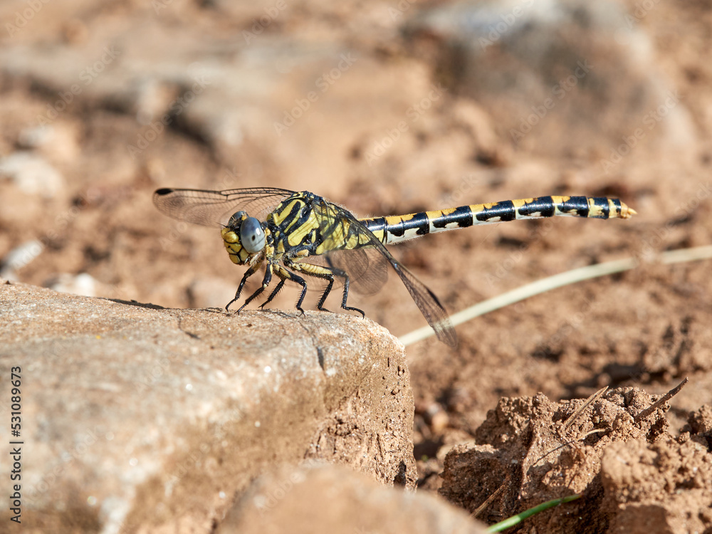 Large Pincertail dragonfly. Onychogomphus uncatus Large Pincertail dragonfly. Onychogomphus uncatus