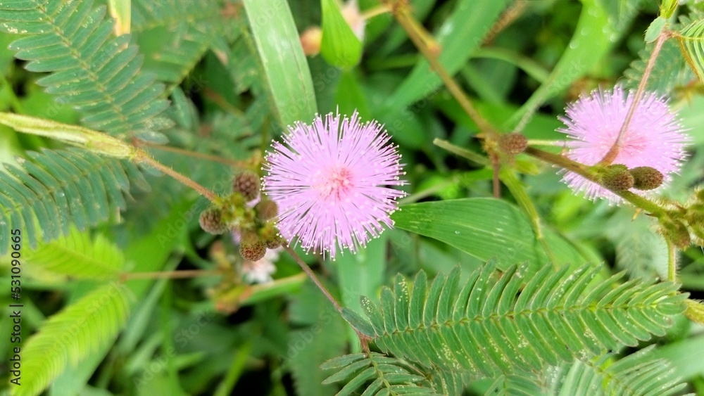 Mimosa pudica flowers natural bloom with green leaves background. In ...