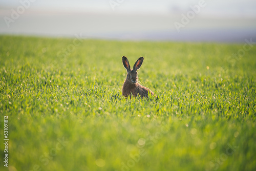 Brown hare in the green field in spring is looking at you. © Viachaslau