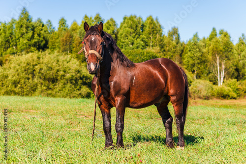 Brown Horse in a pasture of a farm. Chestnut Horse Standing Outdoor nature.Summer day. © ARVD73