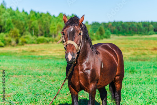 Brown Workhorse standing in a farmfield on a summer day.In a background outdoors nature trees. © ARVD73