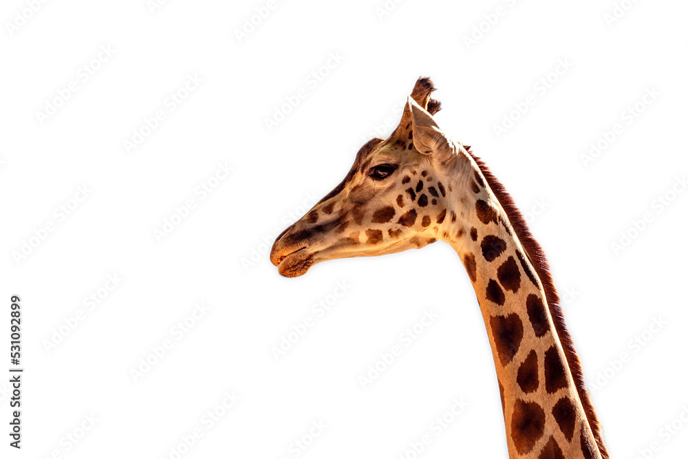 Obraz premium Giraffe head png isolated on transparent background, ZOO Liberec, Czech Republic