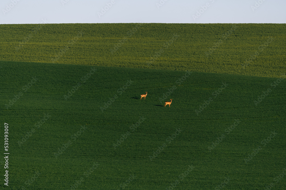 Moravia, Green Fields with roe deers Moravia, Green Fields with roe deers