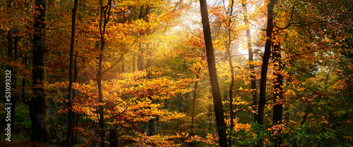 Nature panorama with rays of sunlight illuminating yellow autumn foliage of deciduous trees in a beautiful forest