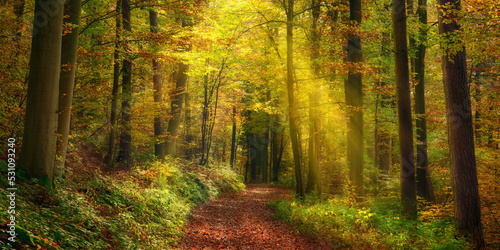 Rays of light illuminating a footpath in a misty autumn forest and creating a natural arch, a tranquil panoramic landscape © Smileus