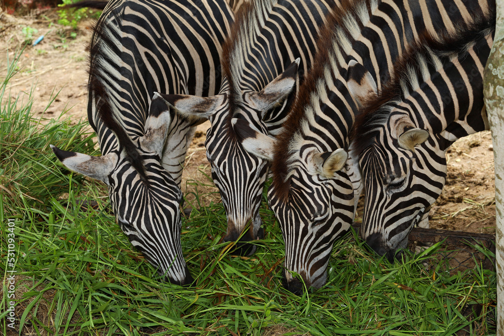 The family burchell zebra is eatting in farm The family burchell zebra is eatting in farm