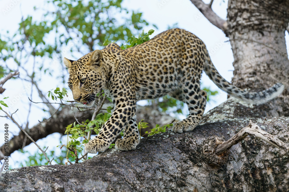 Leopard cub in the tree after hiding for a hyena in Sabi Sands Game Reserve in the greater Kruger region in South Africa Leopard cub in the tree after hiding for a hyena in Sabi Sands Game Reserve in the greater Kruger region in South Africa