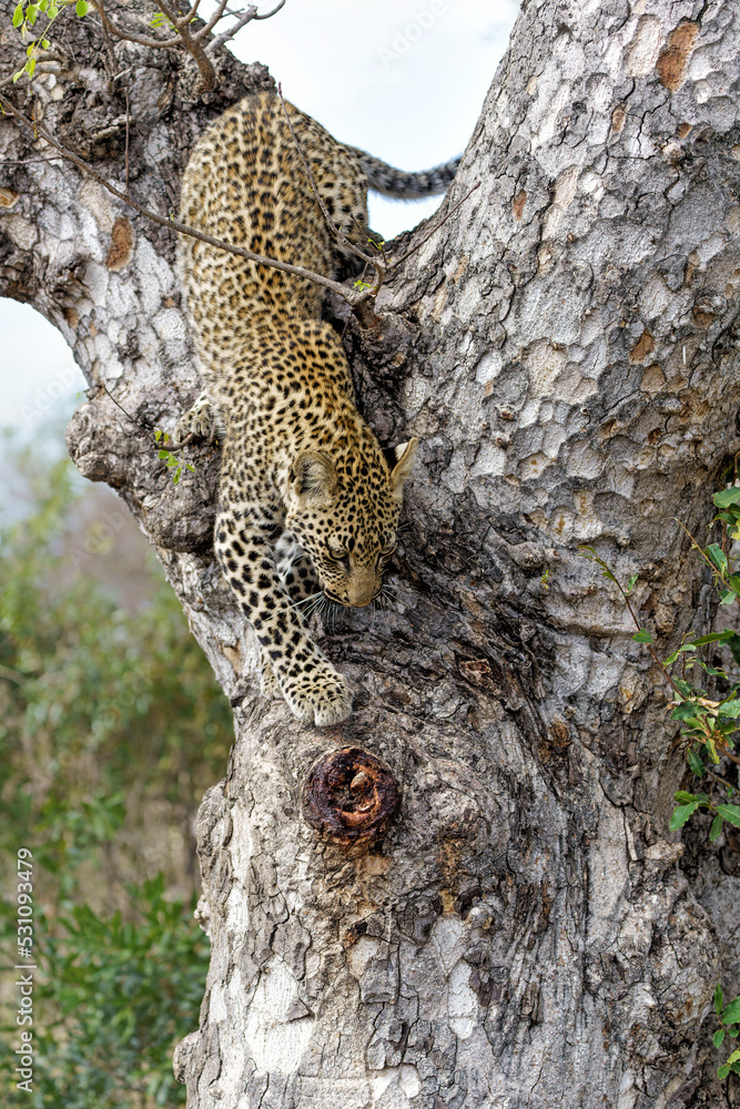 Fototapeta premium Leopard cub in the tree after hiding for a hyena in Sabi Sands Game Reserve in the greater Kruger region in South Africa 