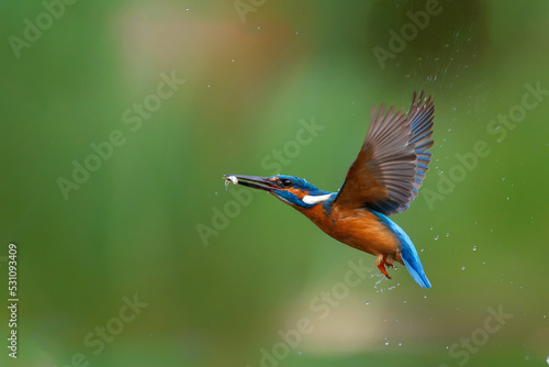 Common Kingfisher (Alcedo atthis) diving and fishing in the forest in the Netherlands