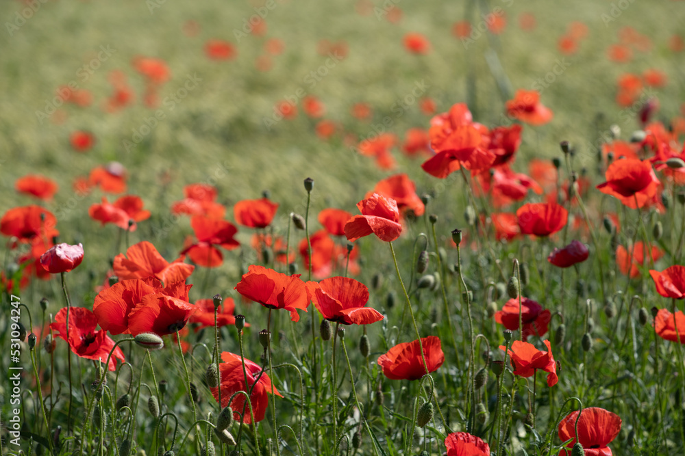 Many red poppy flowers grow on the green meadow. The sun shines in summer.