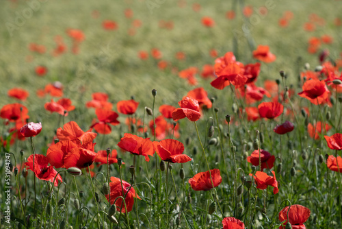Many red poppy flowers grow on the green meadow. The sun shines in summer.