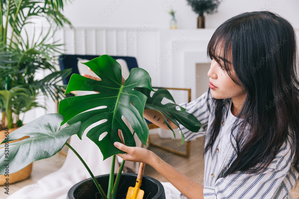 Close up Young Women s Hands Check The Leaf Damage Of The Houseplant close-up-young-women-s-hands-check-the-leaf-damage-of-the-houseplant