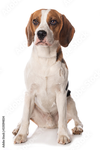 Beagle dog isolated on white background