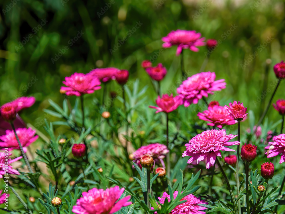 Close-up photography of some red Argyranthemum frutescens flowers, captured in a garden near the colonial town of Villa de Leyva in central Colombia. Close-up photography of some red Argyranthemum frutescens flowers, captured in a garden near the colonial town of Villa de Leyva in central Colombia.