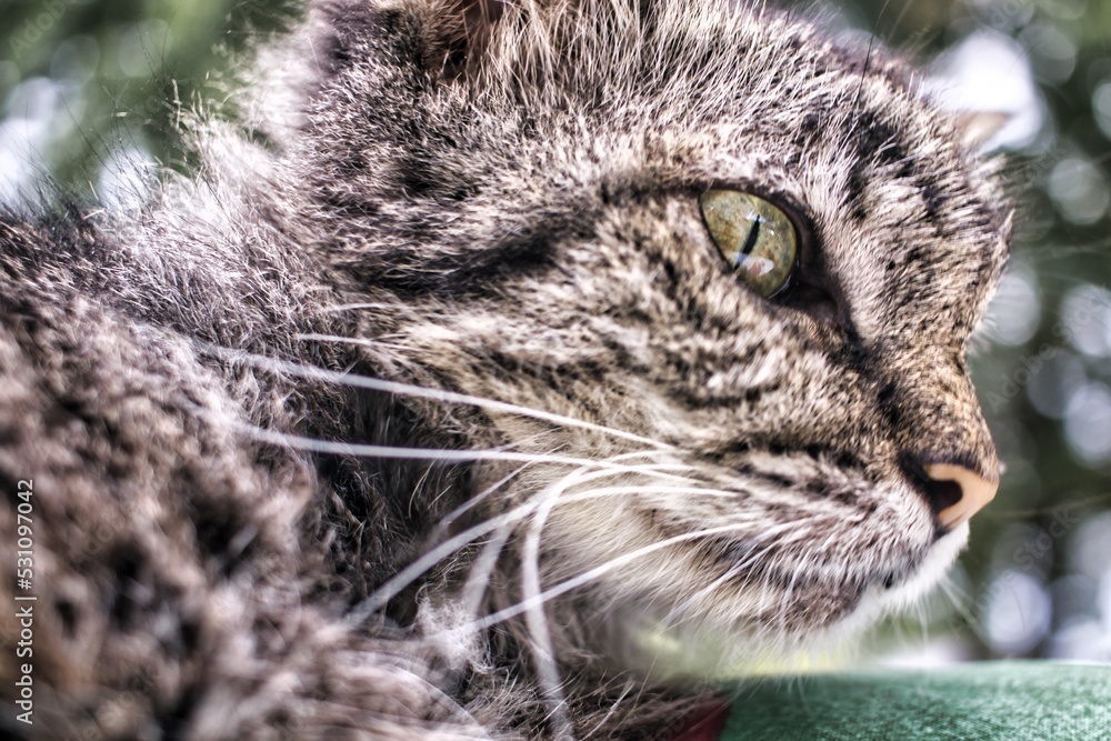 old cat resting outside after rain shower. old cat resting outside after rain shower.