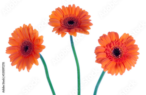 Three beautiful gerbera  transparent background