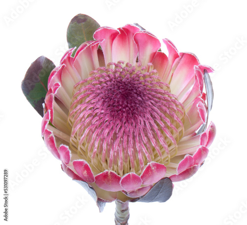 Purple protea, transparent background photo