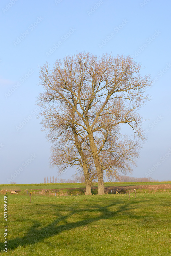 Rural landscape in Flemish Ardennes blue sky and tree Rural landscape in Flemish Ardennes blue sky and tree