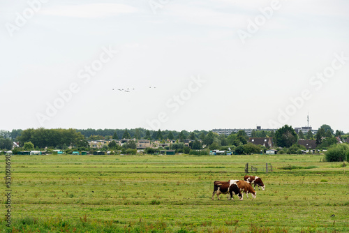 cows grazing in a field © GautierHouba