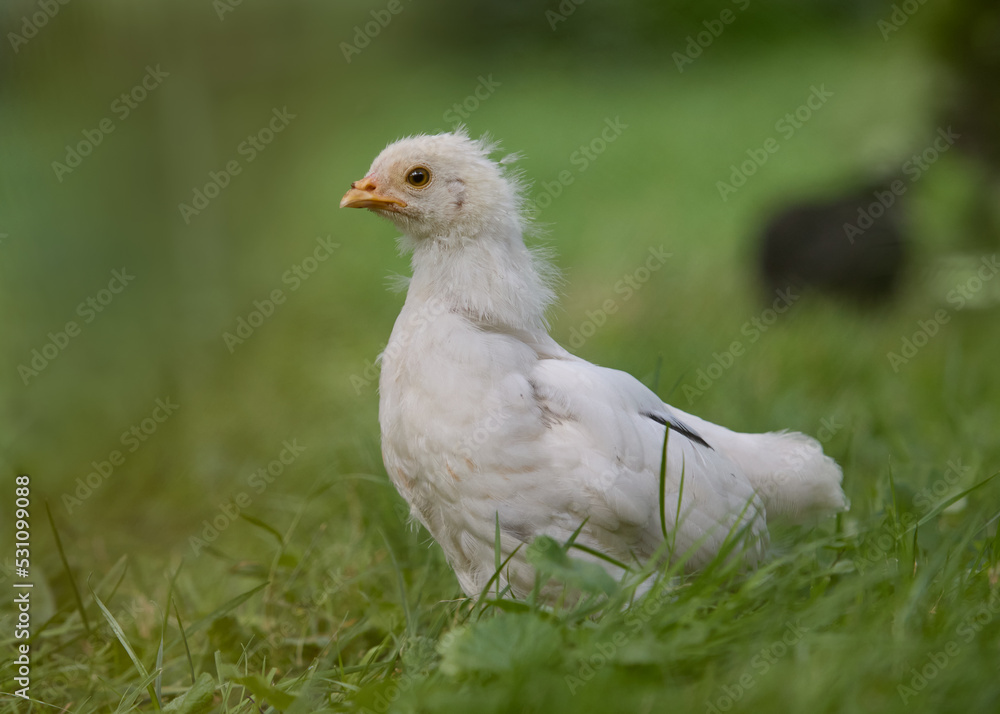 White baby chicken of Poland chick in grass White baby chicken of Poland chick in grass