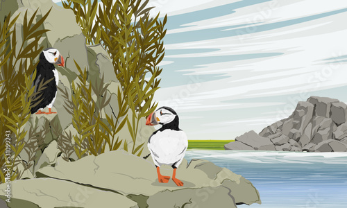 Atlantic puffins on a rocky ocean shore. Scandinavian bird Fratercula arctica or common puffin. Realistic vector landscape