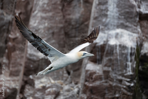 Bass Rock island, colony of northern gannets, Scotland