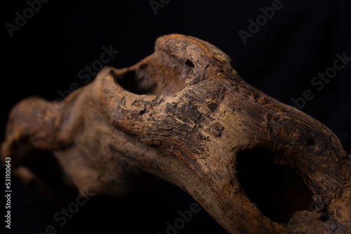 close up detail shot of a dry old wood branch on isolated black background nature ideas concept 