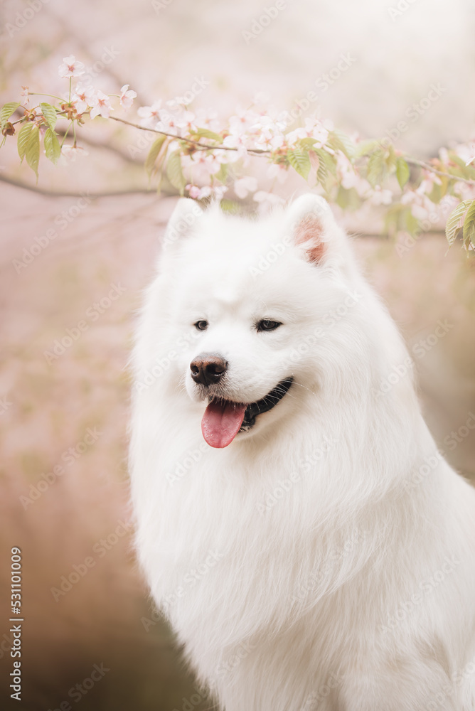 portrait of a white samoyed dog beneath sakura in a park