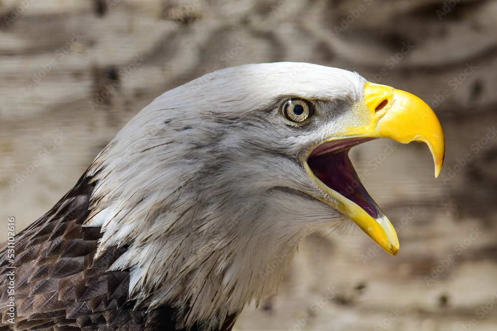 Obraz premium Bald Eagle