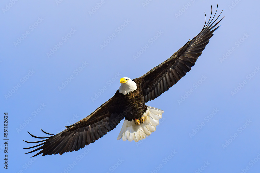 Fototapeta premium Bald Eagle