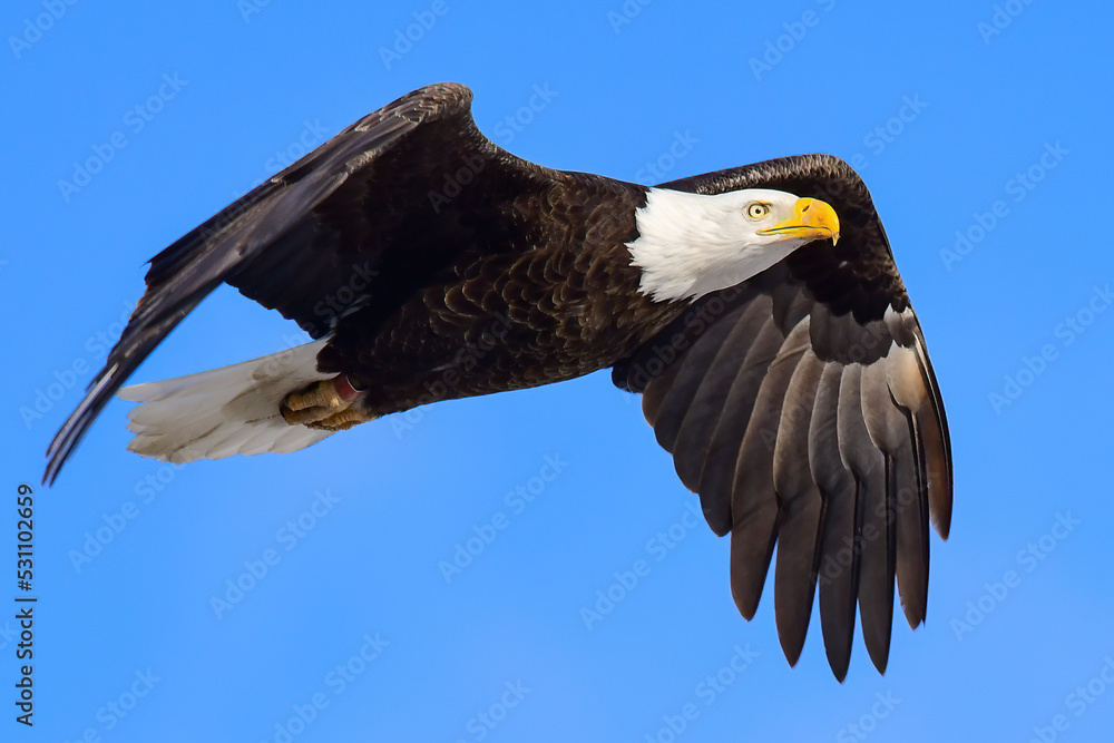 Obraz premium Bald Eagle
