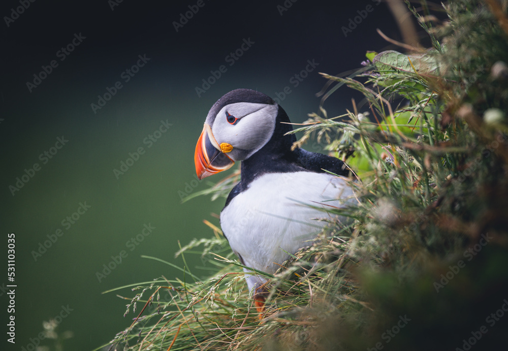 Puffin in Nest