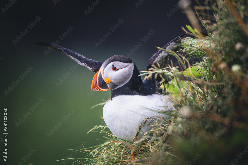 Puffin Takeoff