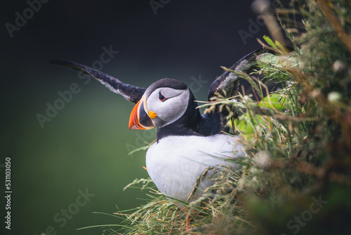 Obraz na płótnie Puffin Takeoff w salonie