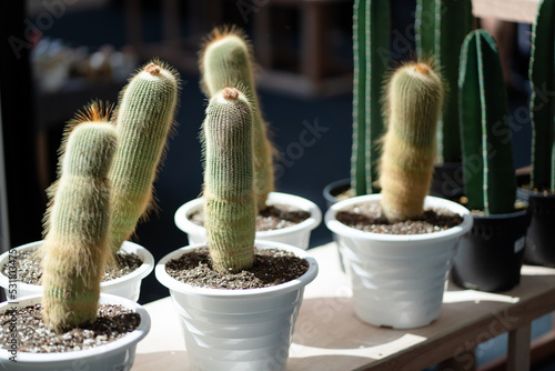 Exotic Cleistocactus Strausii cactus with white plastic pot display in local plant nursery photo