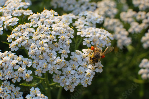 Floral blurred background, bee collects honey on yarrow flowers