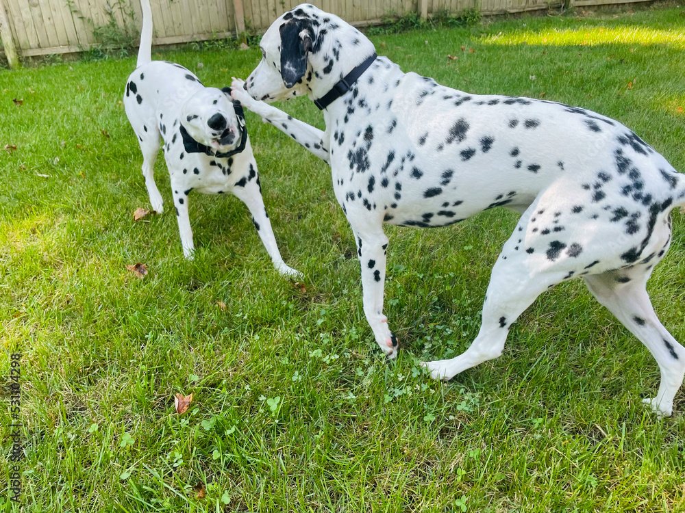 Dalmatians playing in grass
