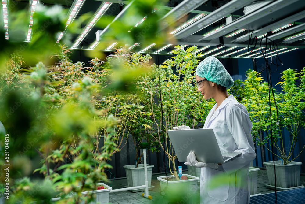Medical concepts, cannabis, CBD. Cannabis scientists are investigating the quality of cannabis cannabis in cultivation schools. Medical concepts, cannabis, CBD. Cannabis scientists are investigating the quality of cannabis cannabis in cultivation schools.