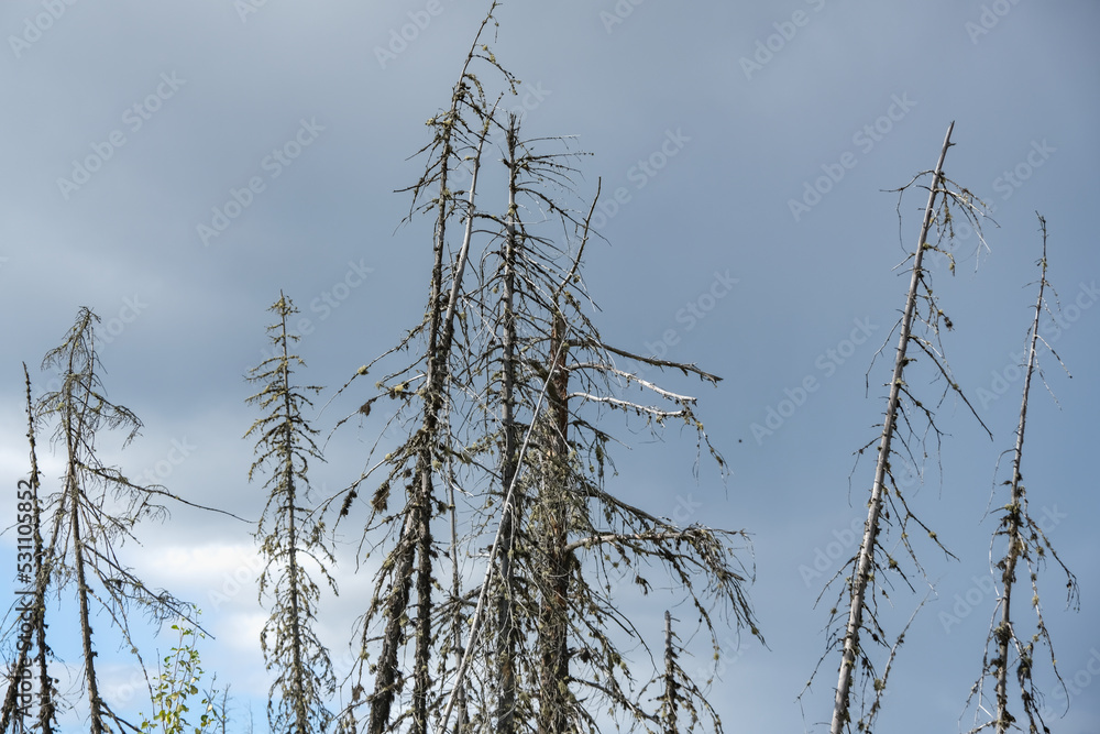 Obraz premium Dry trees in swamps against a blue sky with clouds. Dead trees in the swamp, in the forest. Cloudy sky in a forest with a swamp. Dry tree trunks in the swamp.