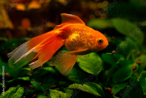 Beautiful goldwish in home aquarium