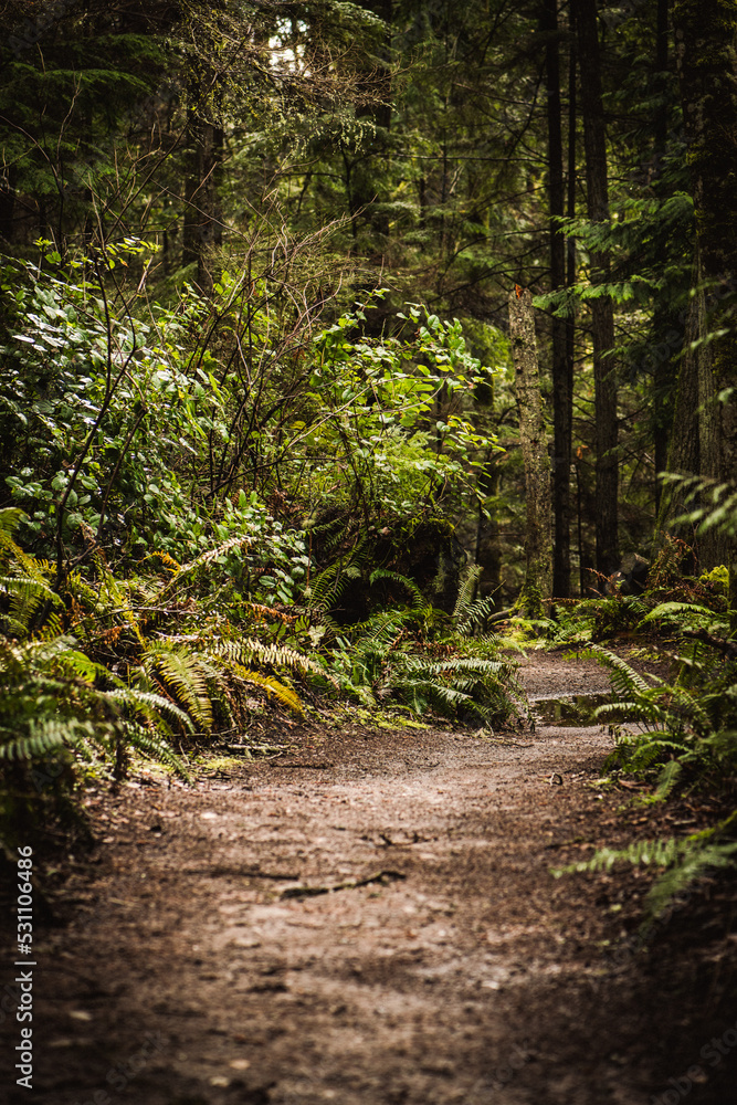 Obraz premium path in the forest